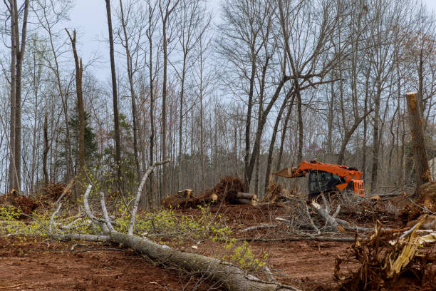 How Our Tree Care Process Works  in  Thunderbolt, GA