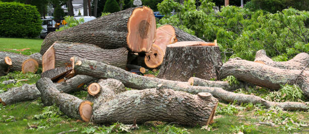 Tree and Shrub Care in Thunderbolt, GA