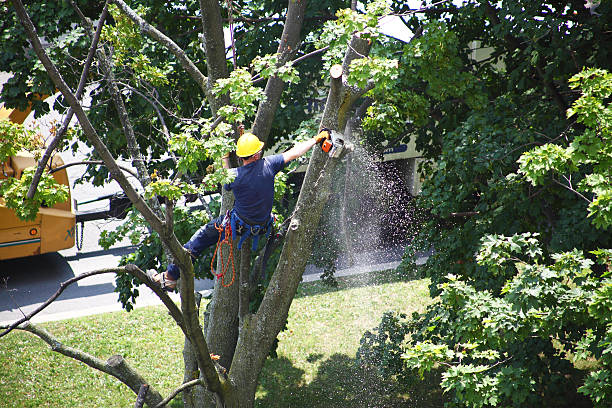 Trusted Thunderbolt, GA Tree Care Experts